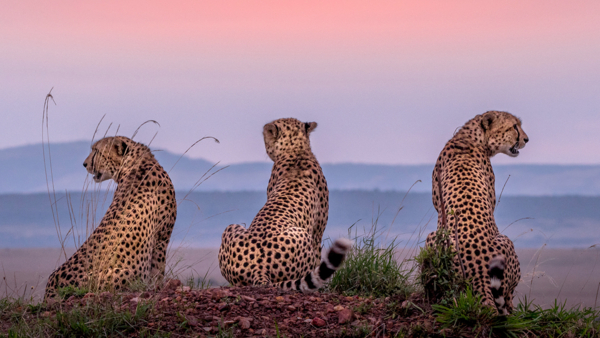 Kenia Masai Mara Geparden Foto iStock Nilesh Shah.jpg